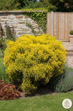 Genista lydia Strauch 30-40 cm