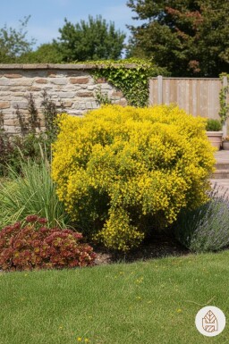 Genista lydia Strauch 30-40 cm