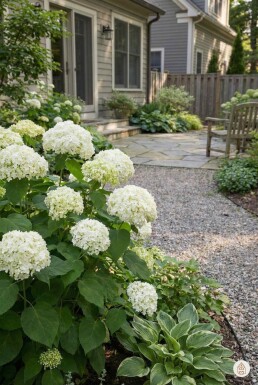 Hydrangea arborescens 'Annabelle' Strauch 20-25 cm