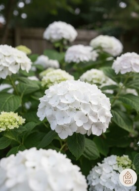 Hydrangea macrophylla 'The Bride' Strauch 30-35 cm