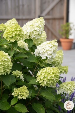 Hydrangea paniculata 'Little Lime' Strauch 30-40 cm