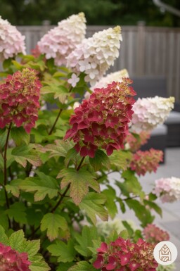 Hydrangea quercifolia 'Ruby Slippers' Strauch 40-50 cm