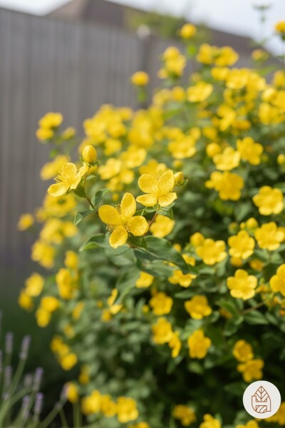 Hypericum 'Hidcote' Strauch 20-30 cm