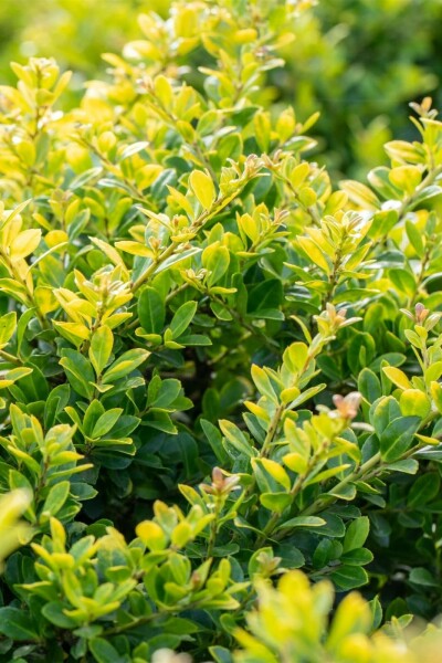 Japanische Goldblatt-Stechpalme Ilex crenata 'Golden Gem' strauch 25-30 C2,5 Ilex crenata 'Golden Gem' Strauch 25-30 cm
