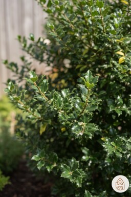 Ilex meserveae 'Blue Princess' Strauch 30-40 cm