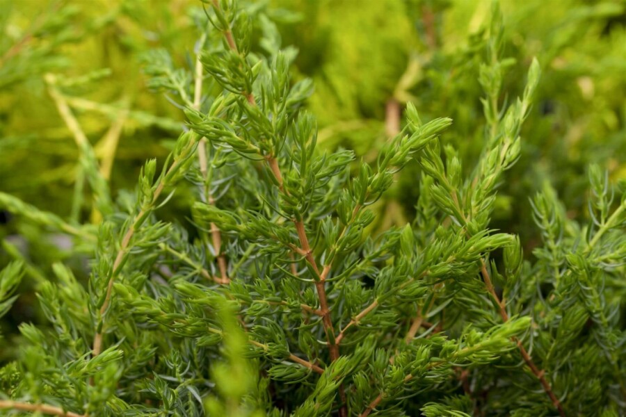 Kriechender Wacholder Juniperus communis 'Repanda' strauch 20-25 C2 Juniperus communis 'Repanda' Strauch 20-25 cm