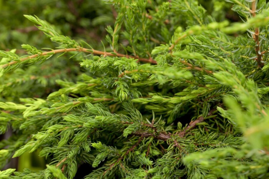 Kriechender Wacholder Juniperus communis 'Repanda' strauch 20-25 C2 Juniperus communis 'Repanda' Strauch 20-25 cm