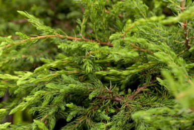 Kriechender Wacholder Juniperus communis 'Repanda' strauch 20-25 C2 Juniperus communis 'Repanda' Strauch 20-25 cm