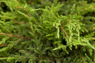 Kriechender Wacholder Juniperus communis 'Repanda' strauch 20-25 C2 Juniperus communis 'Repanda' Strauch 20-25 cm