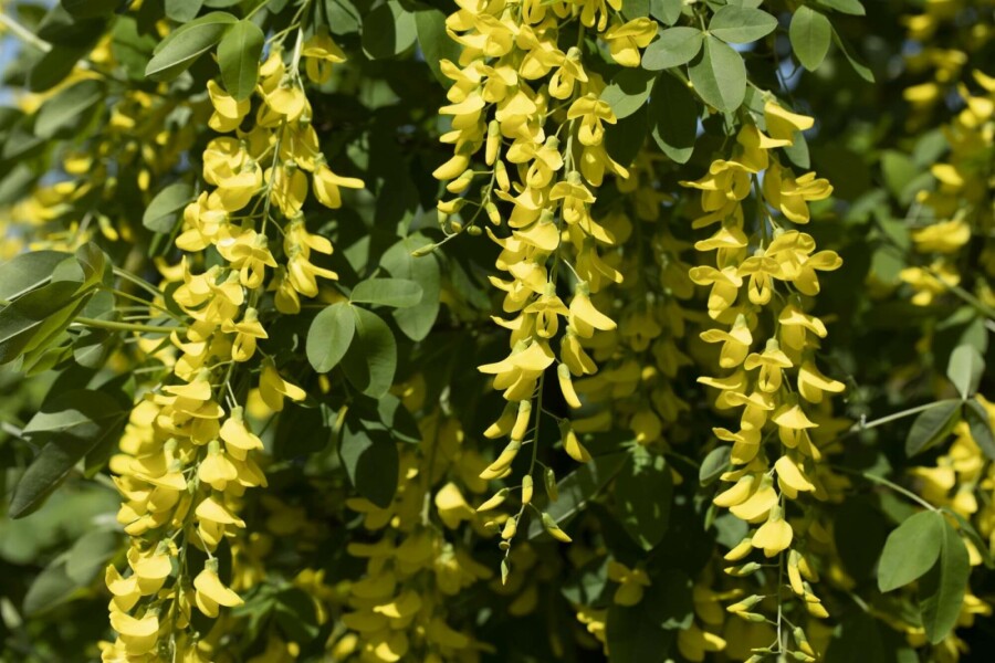 Goldregen 'Vossii' Laburnum watereri 'Vossii' strauch 60-80 C10 Laburnum watereri 'Vossii' Strauch 60-80 cm
