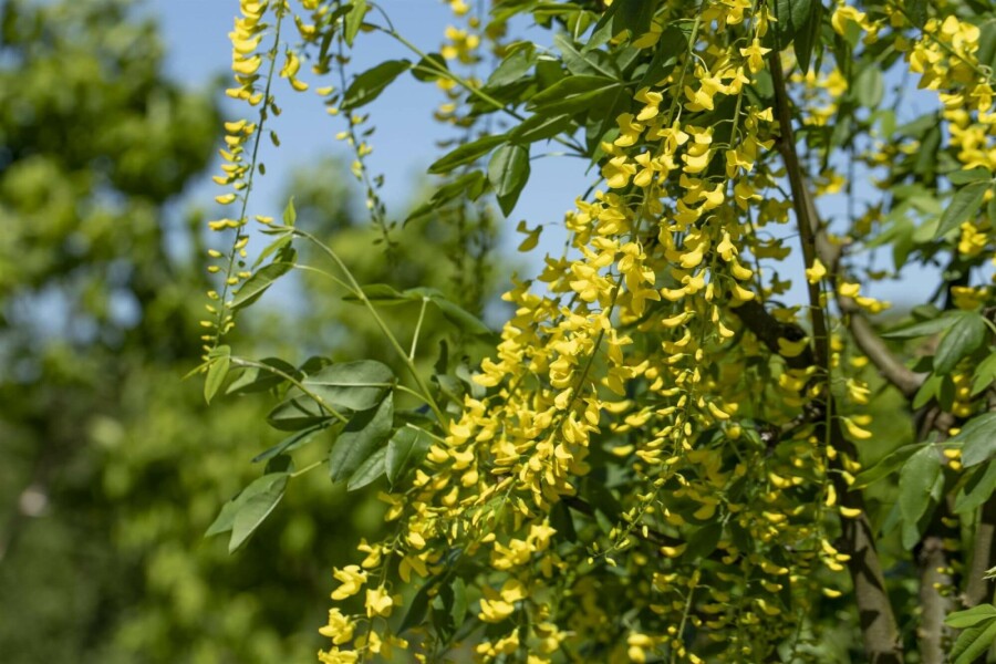 Goldregen 'Vossii' Laburnum watereri 'Vossii' strauch 60-80 C10 Laburnum watereri 'Vossii' Strauch 60-80 cm