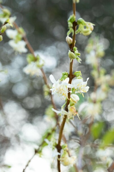 Duftheckenkirsche Lonicera fragrantissima strauch 50-60 C2 Lonicera fragrantissima Strauch 50-60 cm