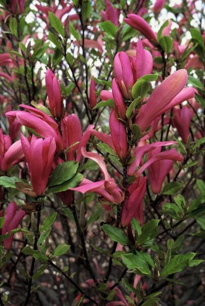 Magnolia 'Susan' Strauch 60-80 cm