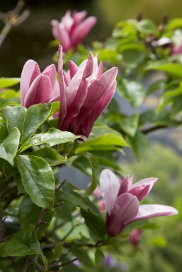 Magnolia 'Susan' Strauch 60-80 cm
