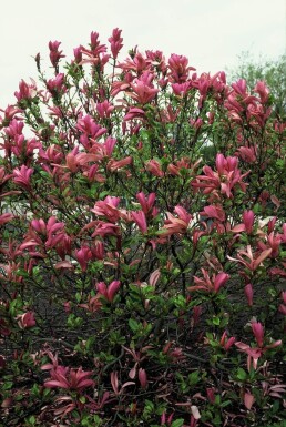 Magnolia 'Susan' Strauch 60-80 cm