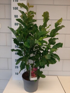 Magnolia 'Susan' Strauch 60-80 cm