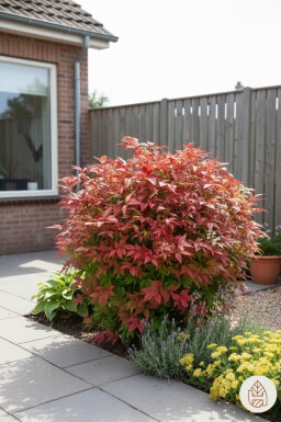 Nandina domestica 'Firepower' Strauch 30-35 cm