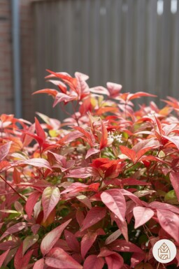 Nandina domestica 'Firepower' Strauch 30-35 cm