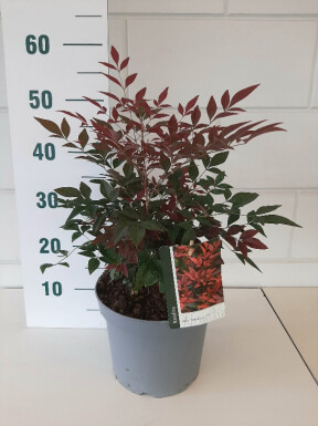 Nandina domestica 'Obsessed' Strauch 30-40 cm