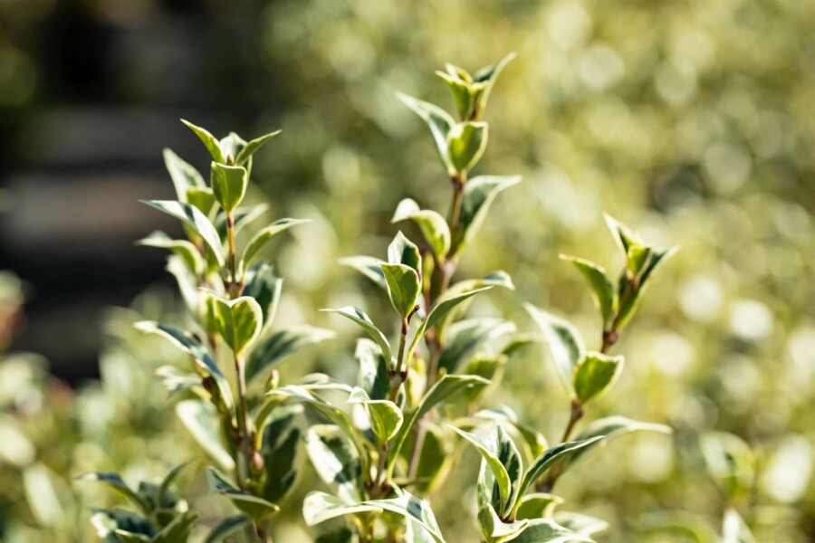 Bunte Stachelblättrige Duftblüte Osmanthus heterophyllus 'Variegatus' strauch 20-25 C2 Osmanthus heterophyllus 'Variegatus' Strauch 20-25 cm
