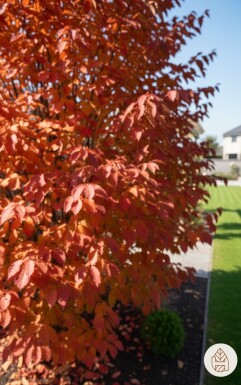 Parrotia persica Strauch 125-150 cm