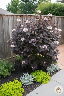 Physocarpus opulifolius 'Diabolo' Strauch 40-60 cm