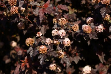 Blasenspiere 'Lady in Red' Physocarpus opulifolius 'Lady in Red' strauch 30-40 C2 Physocarpus opulifolius 'Lady in Red' Strauch 30-40 cm