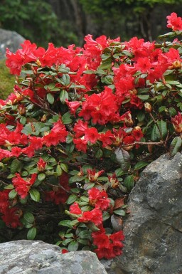 Zwergrhododendron 'Scarlet Wonder' Rhododendron 'Scarlet Wonder' strauch 20-25 C2 Rhododendron 'Scarlet Wonder' Strauch 20-25 cm