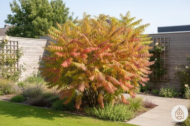 Rhus typhina 'Tiger Eyes' Strauch 30-40 cm