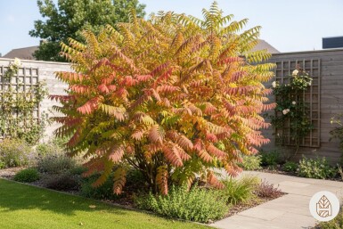 Rhus typhina 'Tiger Eyes' Strauch 30-40 cm