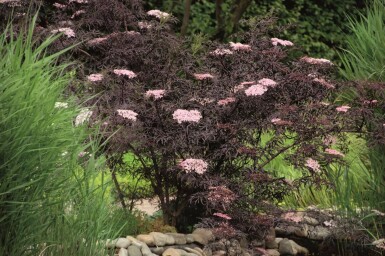 Rotblättriger Schlitz-Holunder 'Black Lace' Sambucus nigra 'Black Lace' strauch 40-60 C3 Sambucus nigra 'Black Lace' Strauch 40-60 cm
