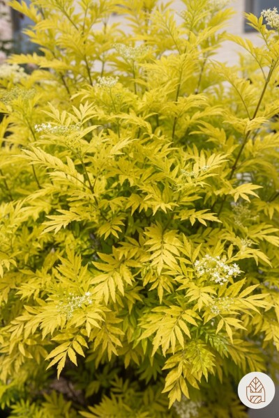 Sambucus nigra 'Golden Tower' Strauch 30-40 cm