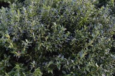 Fleischbeere Sarcococca confusa strauch 30-40 C5 Sarcococca confusa Strauch 30-40 cm