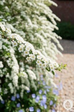 Spiraea cinerea 'Grefsheim' Strauch 80-100 cm