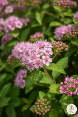 Spiraea japonica 'Little Princess' Strauch 10-15 cm