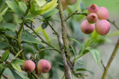 Heidelbeere 'Pink Lemonade' Vaccinium corymbosum 'Pink Lemonade' strauch 30-40 C3 Vaccinium corymbosum 'Pink Lemonade' Strauch 30-40 cm
