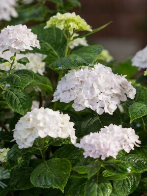 Ballhortensie Endless Summer 'The Bride' Hydrangea macrophylla 'The Bride' strauch Hydrangea macrophylla 'The Bride' Strauch