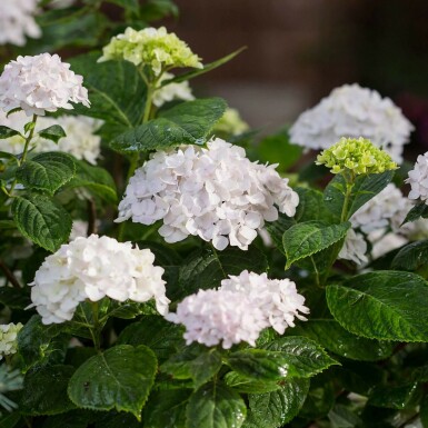 Ballhortensie Endless Summer 'The Bride' Hydrangea macrophylla 'The Bride' strauch Hydrangea macrophylla 'The Bride' Strauch