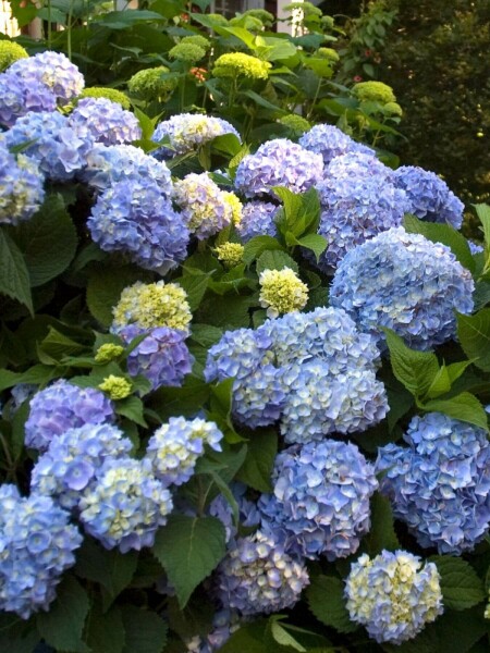 Ballhortensie Endless Summer 'The Original Blue' Hydrangea macrophylla 'The Original Blue' strauch Hydrangea macrophylla 'The Original Blue' Strauch