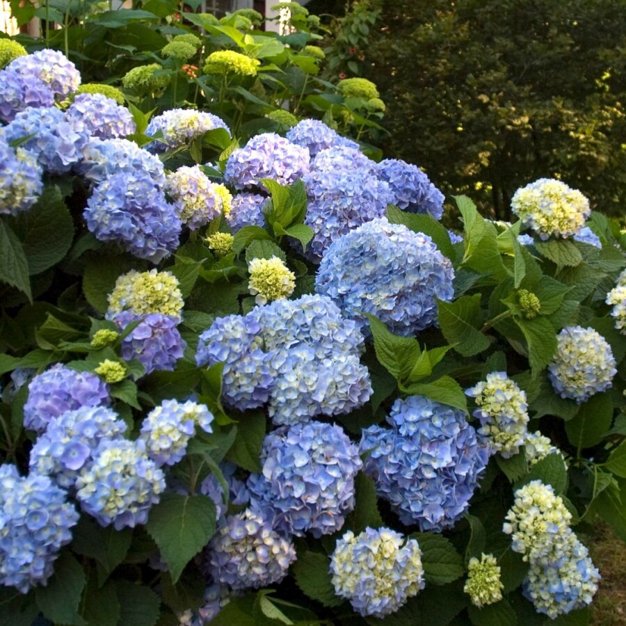 Ballhortensie Endless Summer 'The Original Blue' Hydrangea macrophylla 'The Original Blue' strauch Hydrangea macrophylla 'The Original Blue' Strauch
