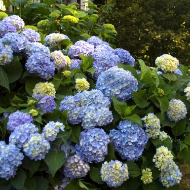 Ballhortensie Endless Summer 'The Original Blue' Hydrangea macrophylla 'The Original Blue' strauch Hydrangea macrophylla 'The Original Blue' Strauch