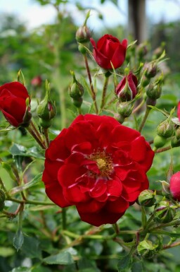 Bodendeckerrose 'Red Fairy' Rosa 'Red Fairy' strauch Rosa 'Red Fairy' Strauch