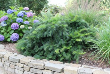 Kissen-Eibe Taxus baccata 'Repandens' strauch Taxus baccata 'Repandens' Strauch