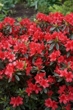 Japanische Azalee 'Hot Shot' Azalea japonica 'Hot Shot' strauch Azalea japonica 'Hot Shot' Strauch