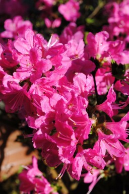 Japanische Azalee 'Kermesina' Azalea japonica 'Kermesina' strauch Azalea japonica 'Kermesina' Strauch