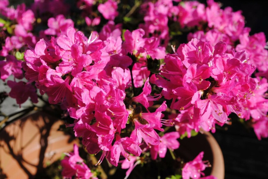 Japanische Azalee 'Kermesina' Azalea japonica 'Kermesina' strauch Azalea japonica 'Kermesina' Strauch