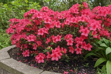 Azalea japonica 'Moederkensdag' Strauch