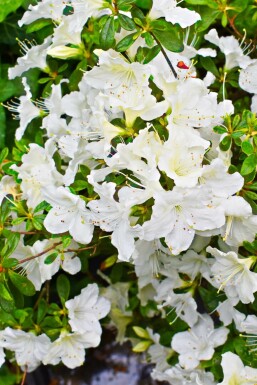 Japanische Azalee 'Pleasant White' Azalea japonica 'Pleasant White' strauch Azalea japonica 'Pleasant White' Strauch