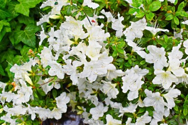 Japanische Azalee 'Pleasant White' Azalea japonica 'Pleasant White' strauch Azalea japonica 'Pleasant White' Strauch