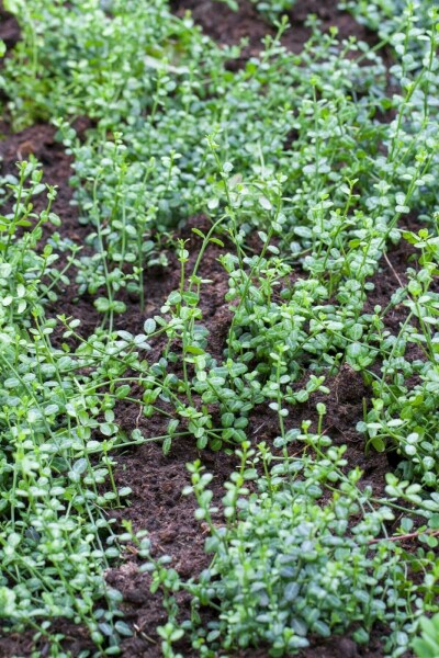 Kleinblättrige Teppichspindel 'Minimus' Euonymus fortunei 'Minimus' Strauch 15-20 C1,3 Euonymus fortunei 'Minimus' Strauch 15-20 cm